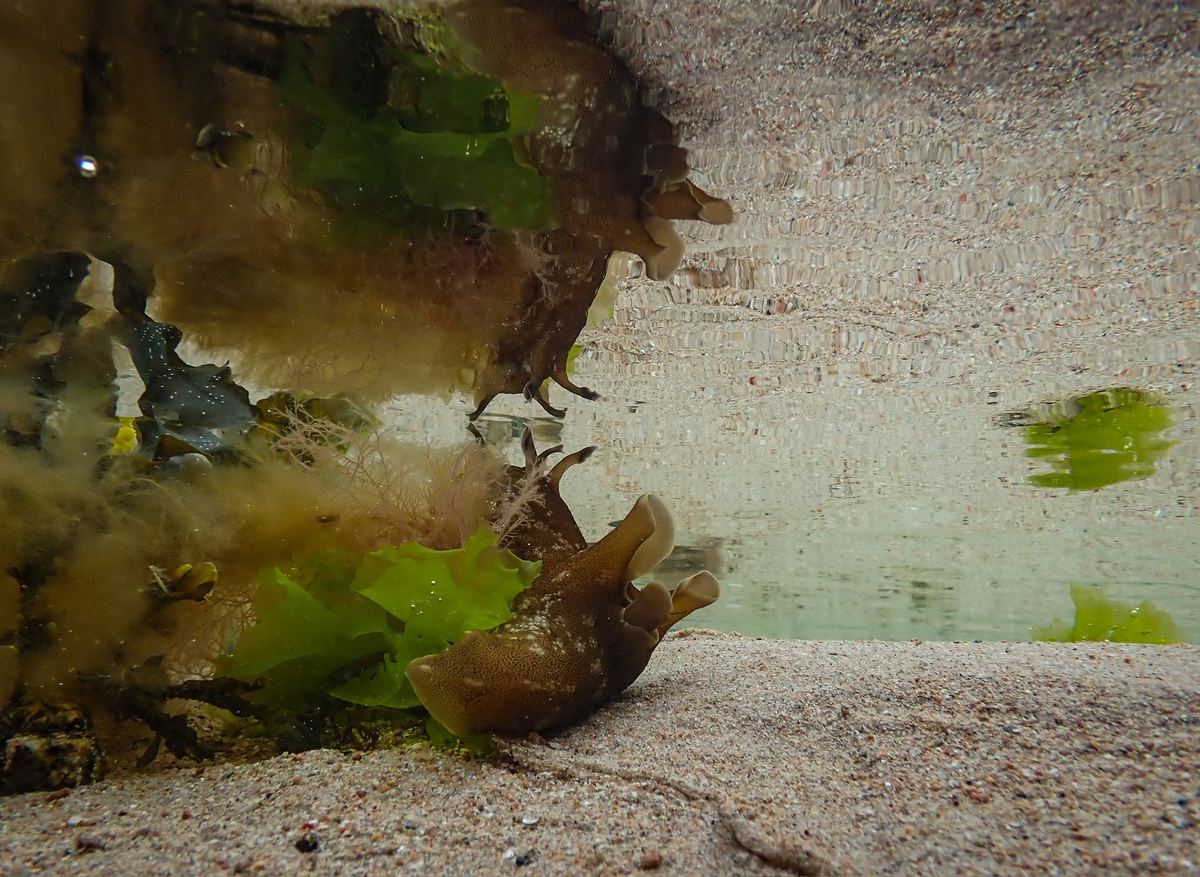 Grazing Sea Hare (Aplysia punctata)