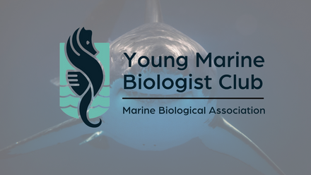 Shark banner photo for the Young Marine Biologist Club with The Shark Trust