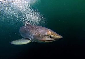 Porbeagle c Andrew Alsop_Whitewater Charters.jpg