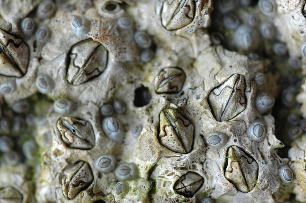Semibalanus_balanoides_o.jpg