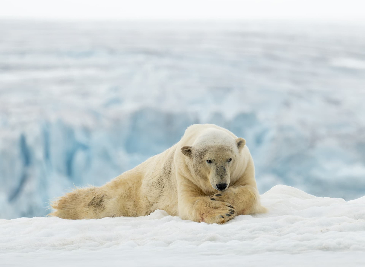 quizzical Polar Bear on Sea-ice off Svalbard