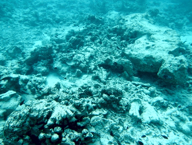 A destroyed coral reef