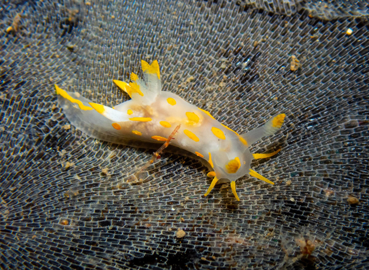 Polycera nudibranch on bryozoan