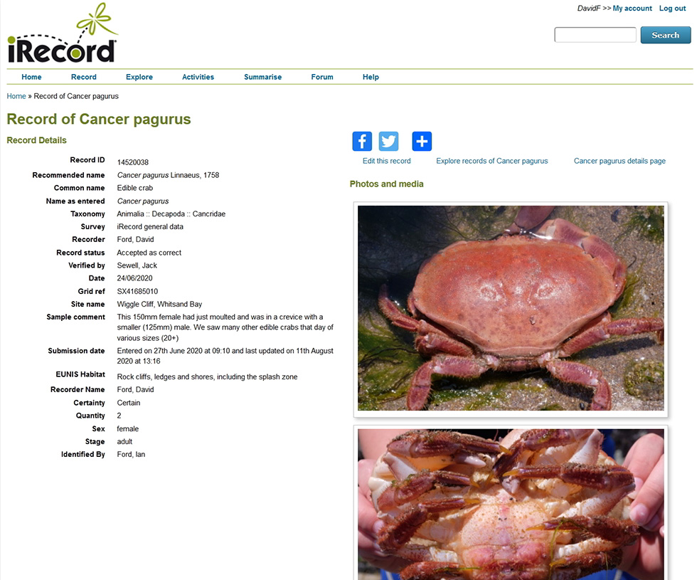 iRecord screengrab of brown crab