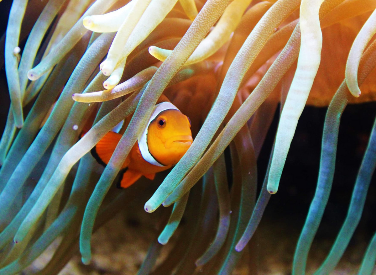 Clownfish at home