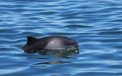MBA | The Baltic harbour porpoise: on the road to extinction