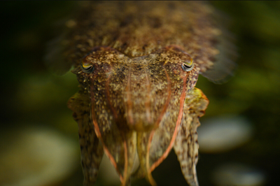RS5869_Research Aquarium - Cuttlefish-8968-scr.jpg