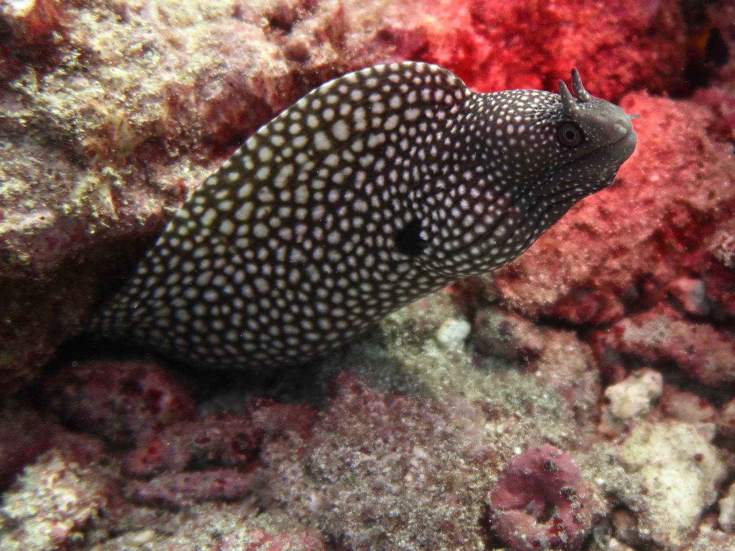 Moray.compressed.png