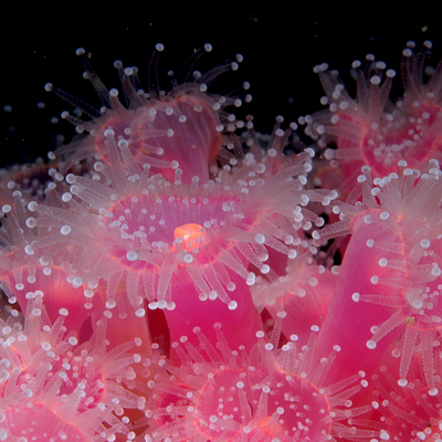 Parent of a Young Marine Biologist Member