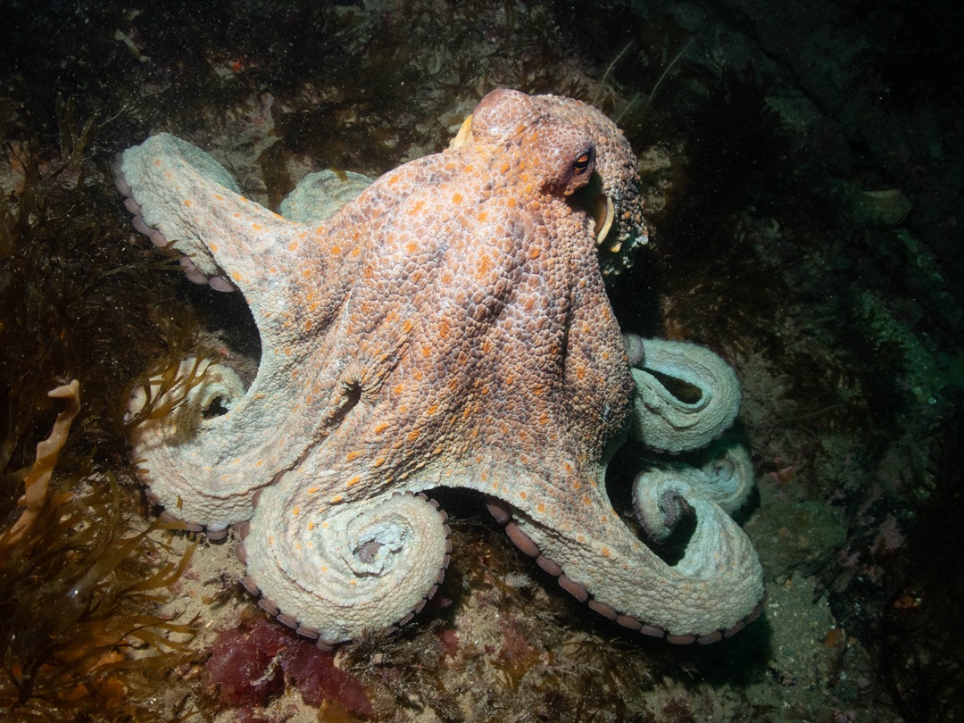 An octopus on the seabed