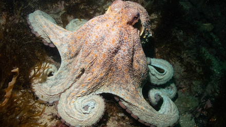 Octopus1_o.jpg