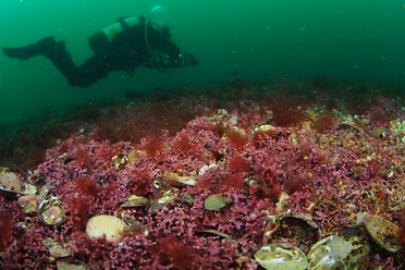 Credit Matt Slater Cornwall Wildlife Trust.compressed.png 1