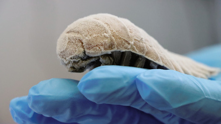 Wellcome_Sanger_Institute o.jpg 1