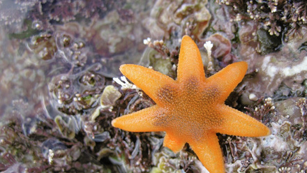 seven armed starfish.jpg