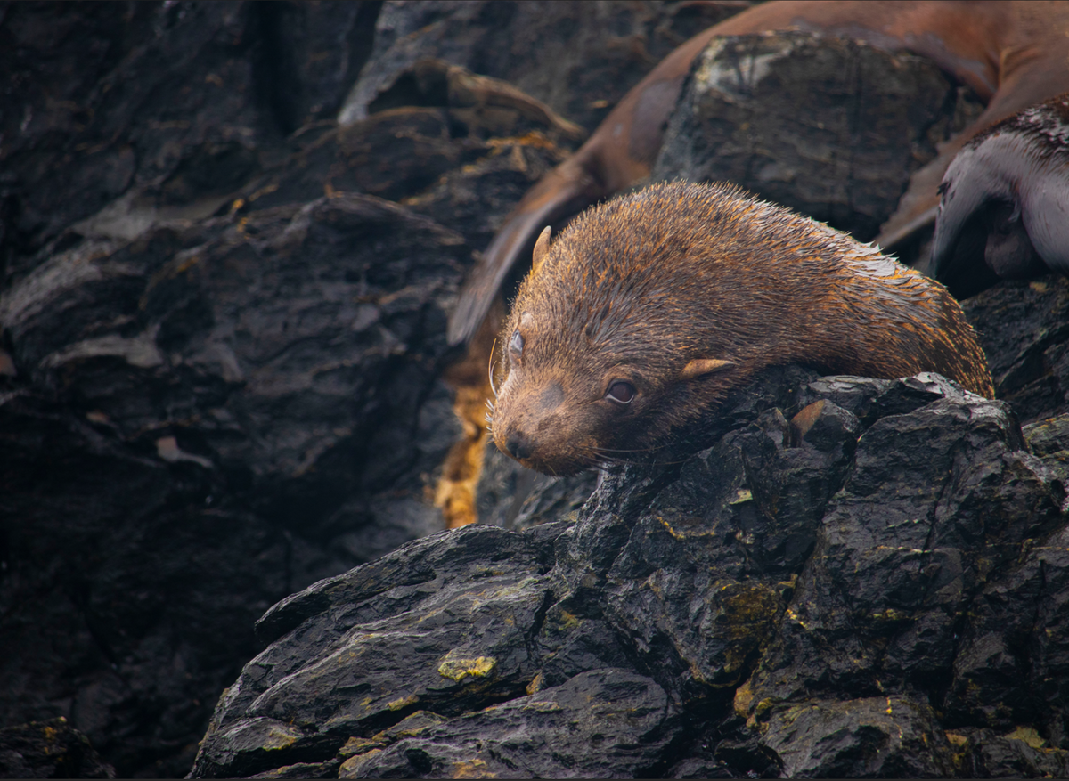 The Chilean coasts are full of life 