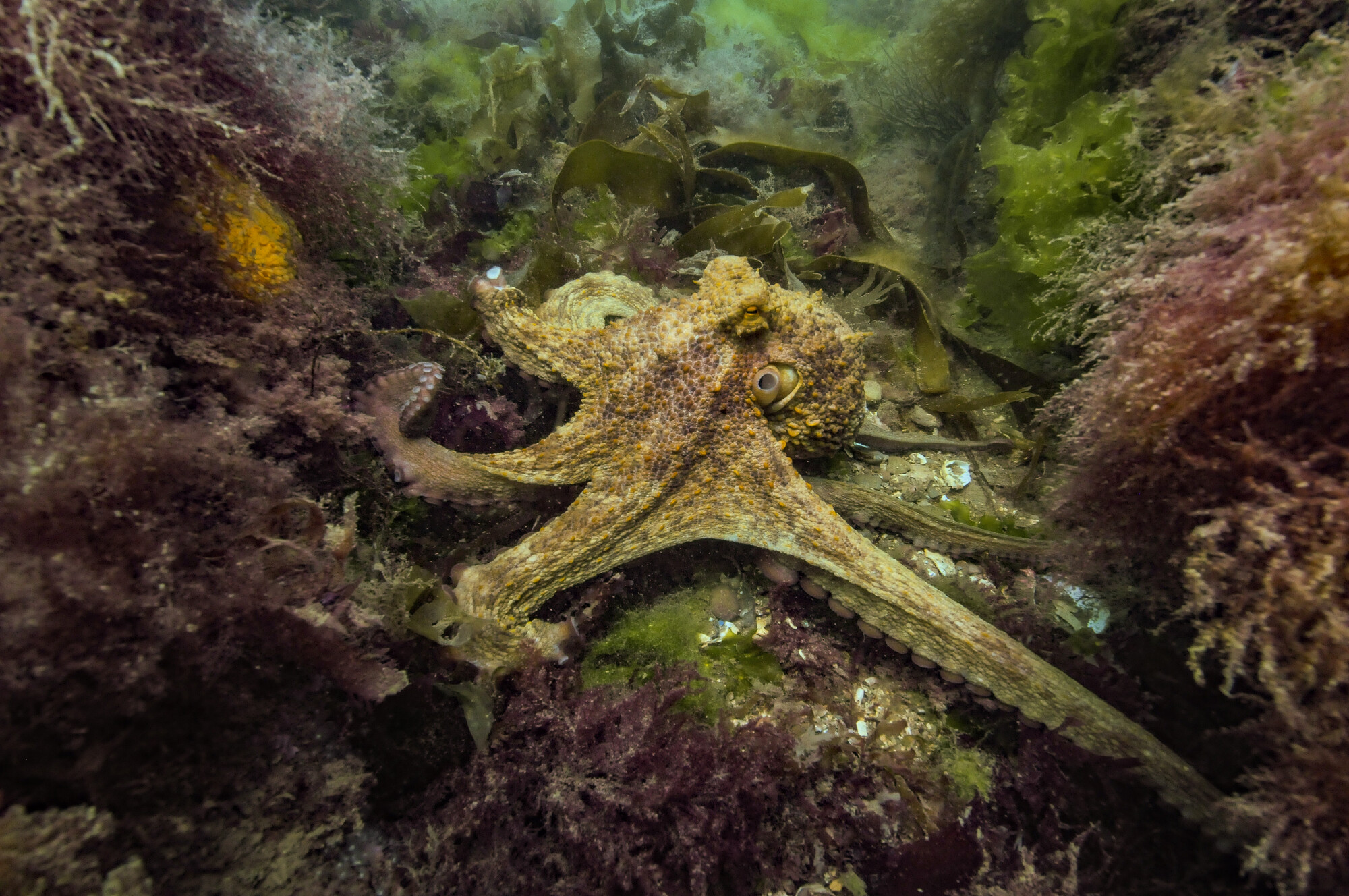 An octopus on the seabed