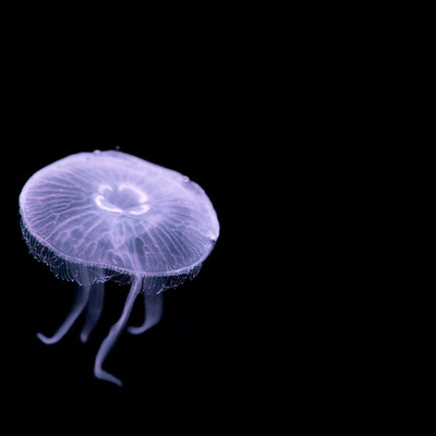 Picture of a jelly fish suspended in aquaria