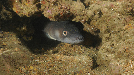 Conger eel emerging between rocks