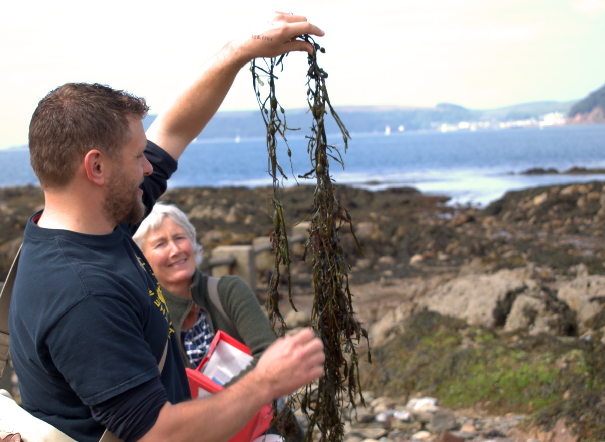 Discovering Algae
