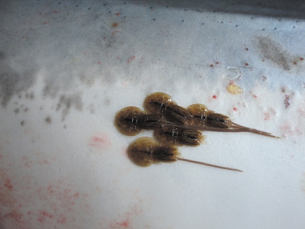 Ectoparasites