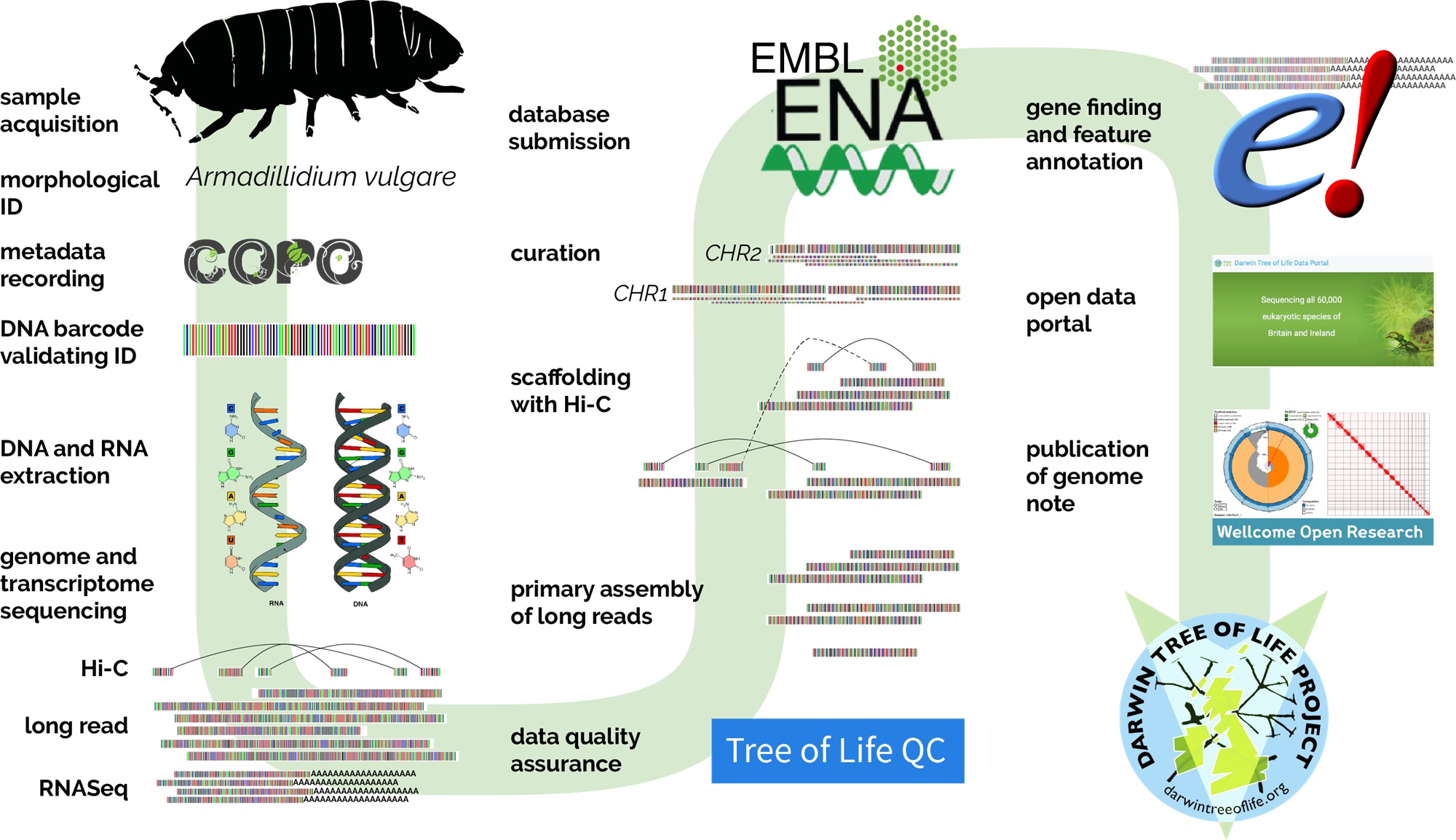 Darwin_Tree_of_Life_Project o.jpg 1