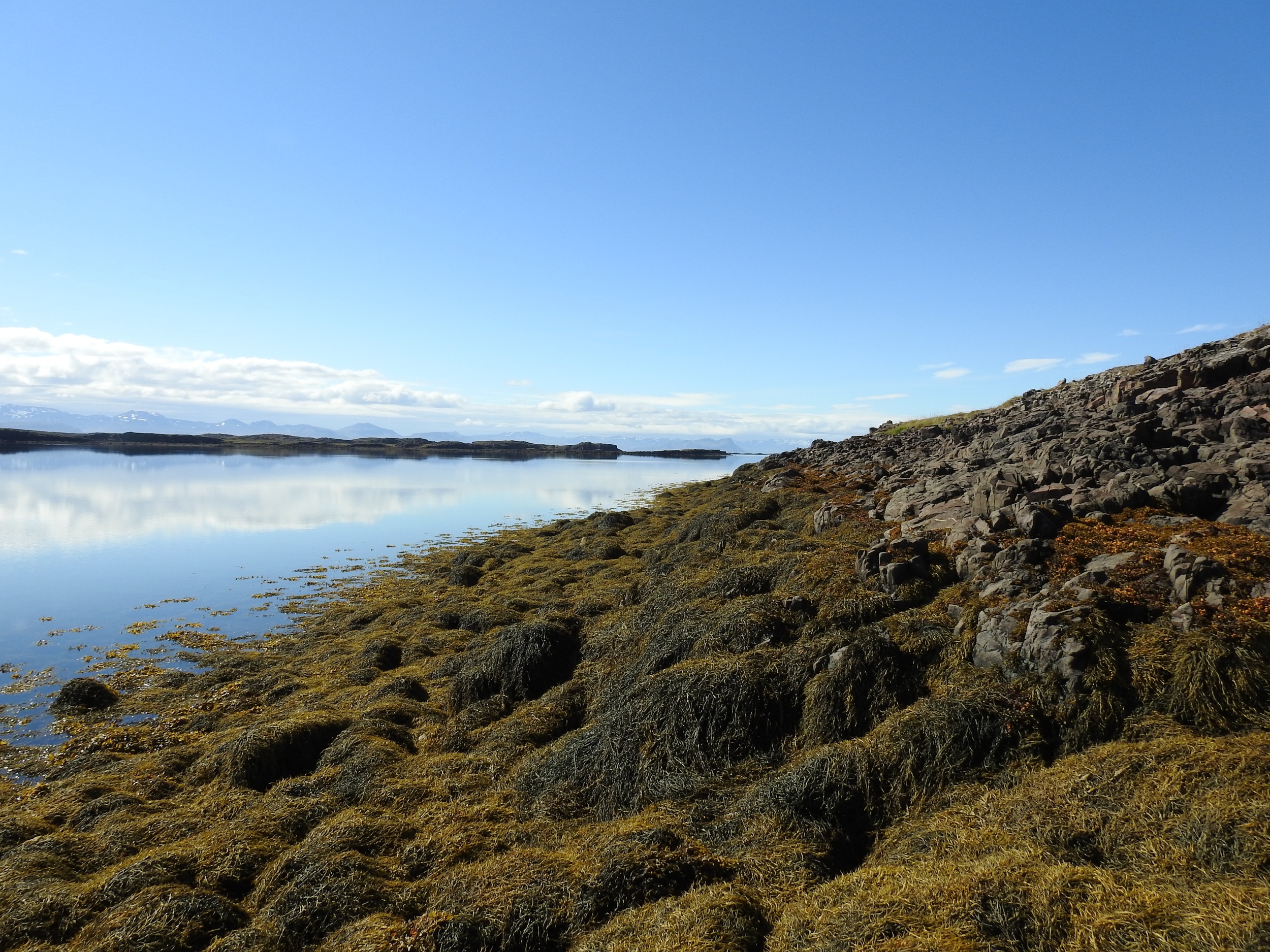 Icelandic shoreline with seaweed.