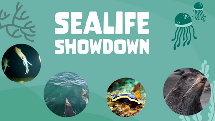 YMB Summit 2023 Sealife Showdown V2.png