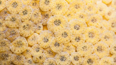 Boring sponge_THIRD CHOICE o.jpg
