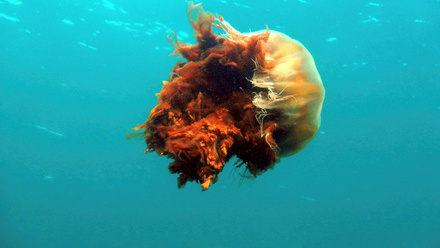 A lion's mane jellyfish