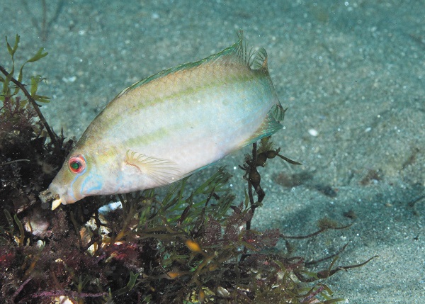 Symphodus cinereus