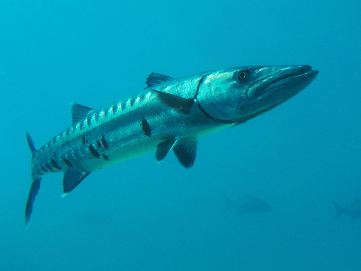 Barracuda.compressed.png