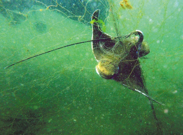Myliobatis aquila