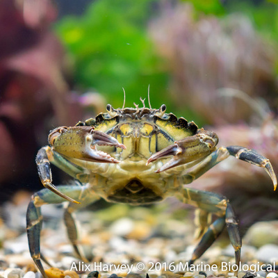 Photograph of the crab Carcinus maenas