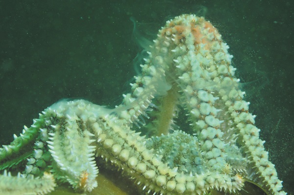 Marthasterias glacialis