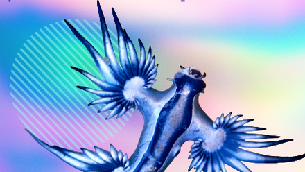 Sea Slug - Cards-3 icon.png 1