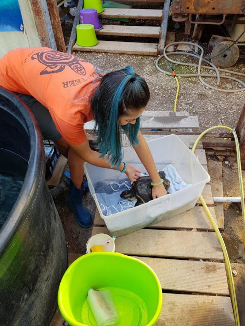 Cleaning Rhapsody, ARCHELON Sea Turtle Rescue Centre 2019.jpg