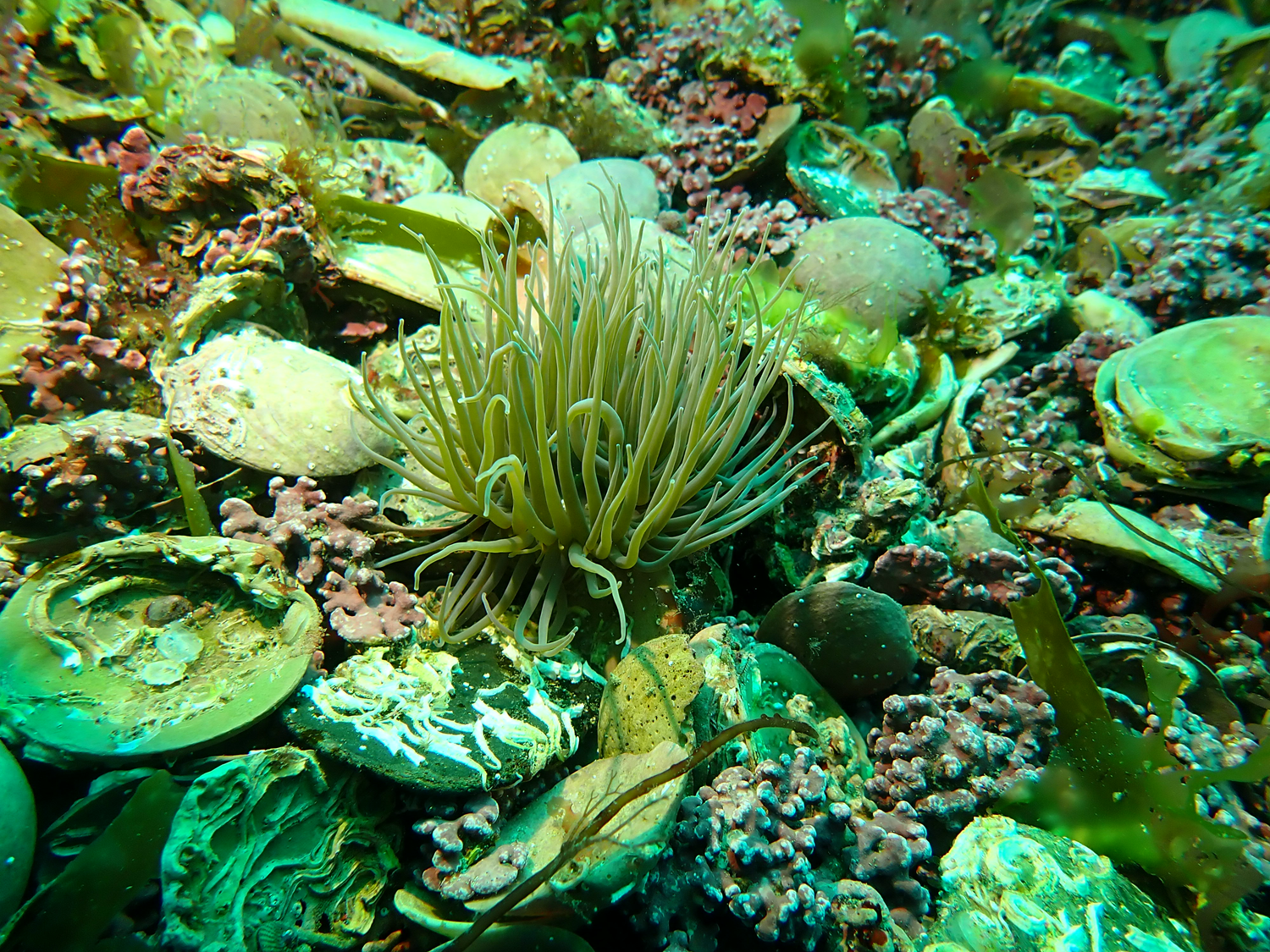 Credit Angela Gall Natural England.compressed.png