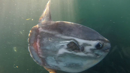 Sun fish captured looking at the camera