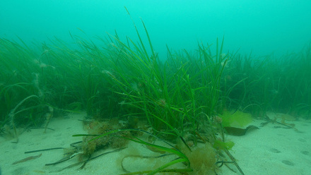 Seagrass in Falmouth, UK