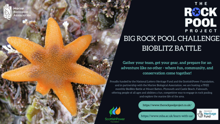 rockpool banner.png