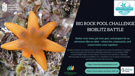 rockpool banner.png
