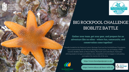 rockpool banner.png