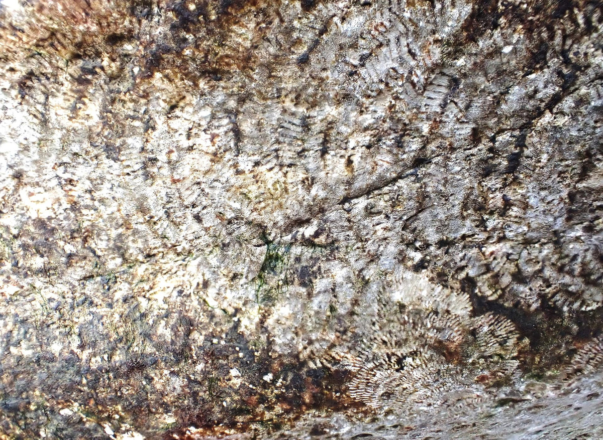 Limpet radula grazing marks, Meadfoot Beach Torquay