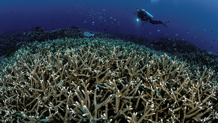 Diver swims over a large field of coral