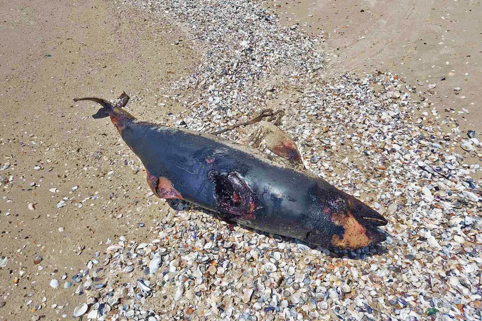 Fig 5 dead-cetacean-Tuzlovsky-Limany-National-Park-Ukraine-Image-courtesy-of-Ivan-Rusev.jpg