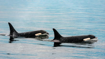 Orca unsplash Stephen walker.png