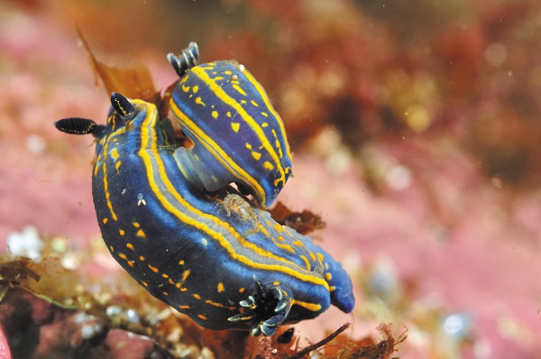 Hypselodoris sp