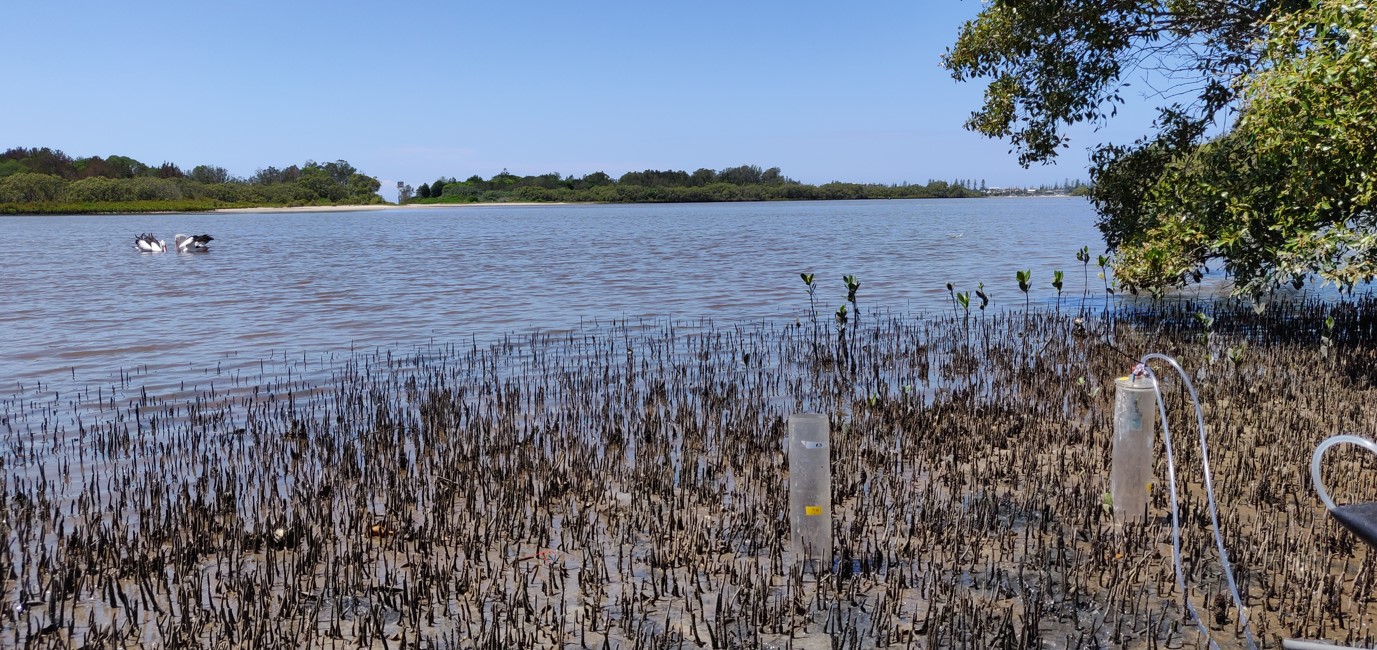 TMB mangrove Oct 24 2.jpg