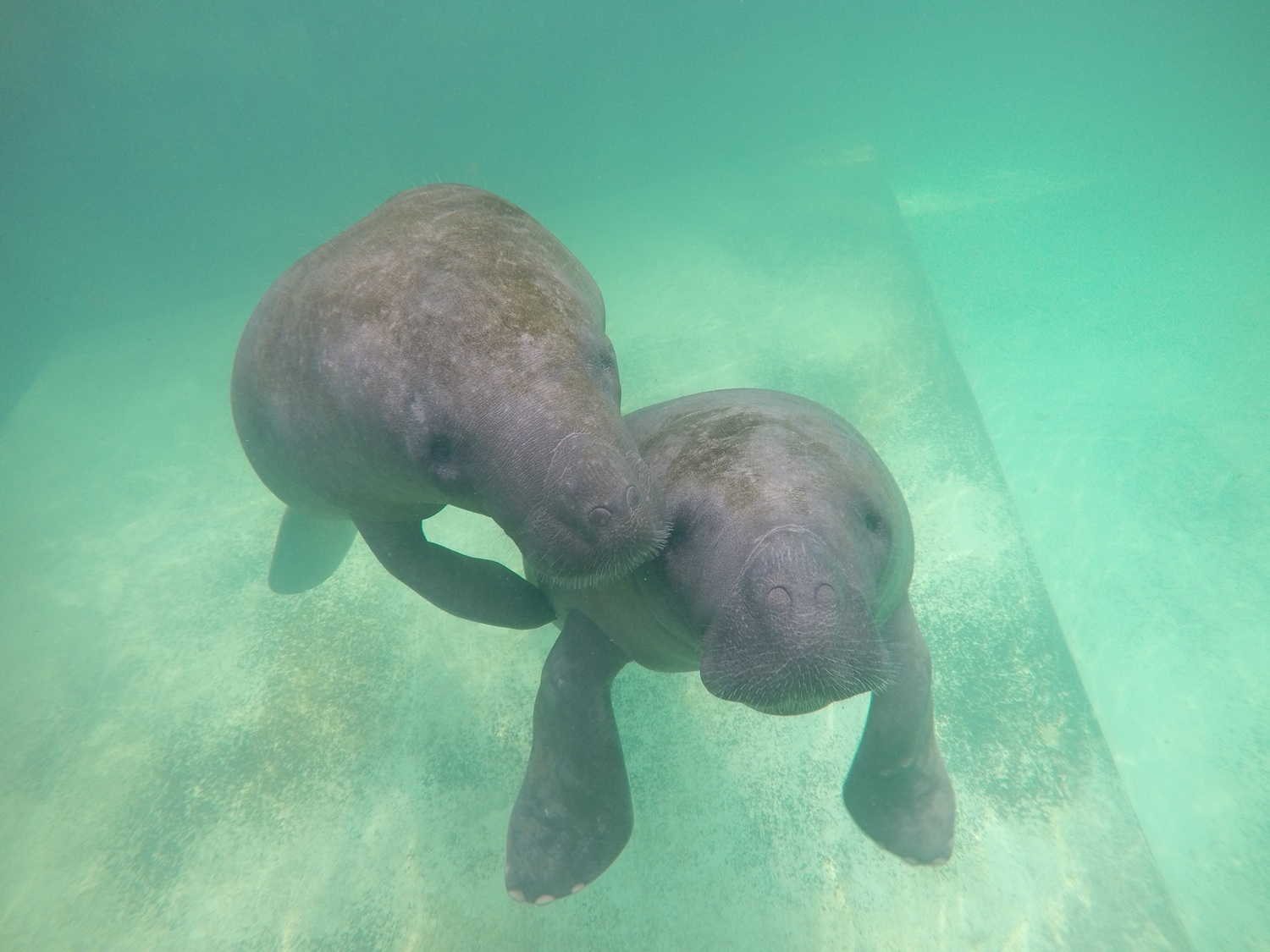 Two manatees