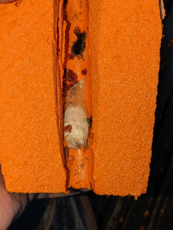 Tree Oyster being carefully extracted from buoy - CP.jpg